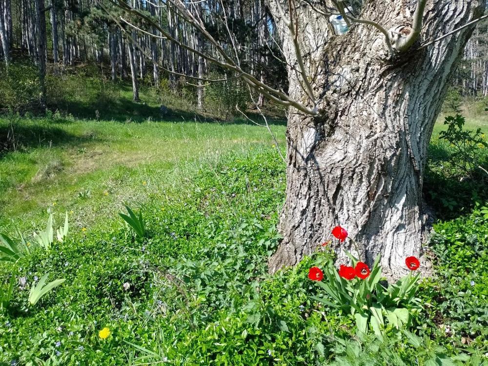 Penzion Litohlavy 17 - Na Samote U Lesa Králŭv Dvŭr Esterno foto